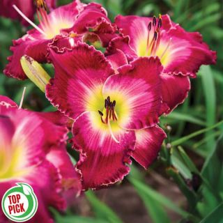 Blood Sweat & Tears Daylily Thumbnail